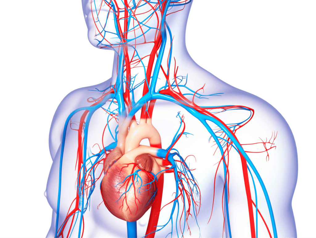 sistema cardiovascular