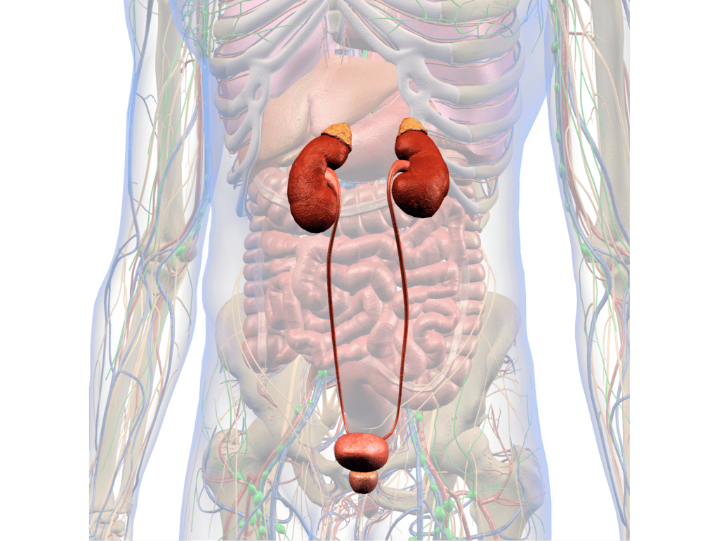 función renal