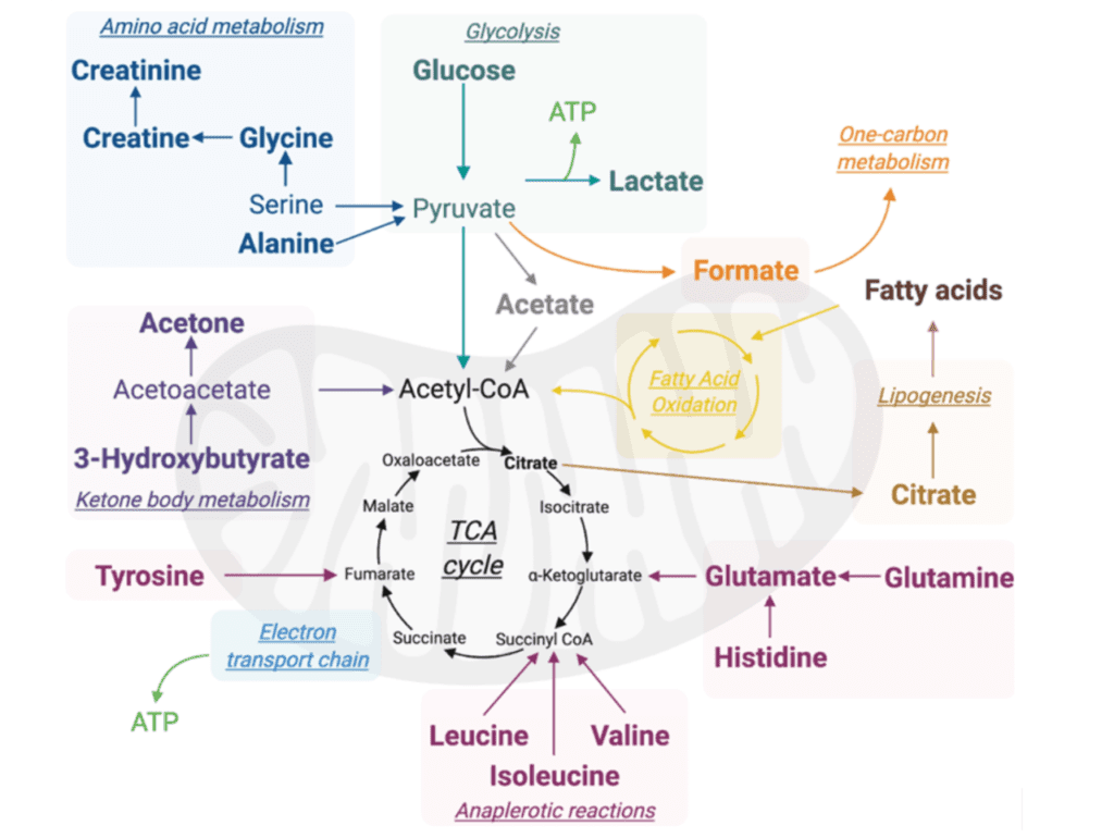 esquema metabolismo
