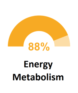 Energy metabolism %