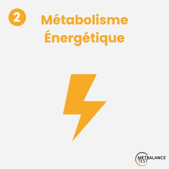 Métabolisme Énergétique : Fonctionnement Optimal de l’Organisme