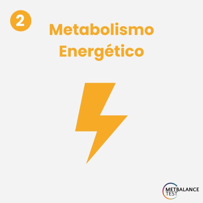 Metabolismo Energético: Funcionamiento Óptimo del Organismo