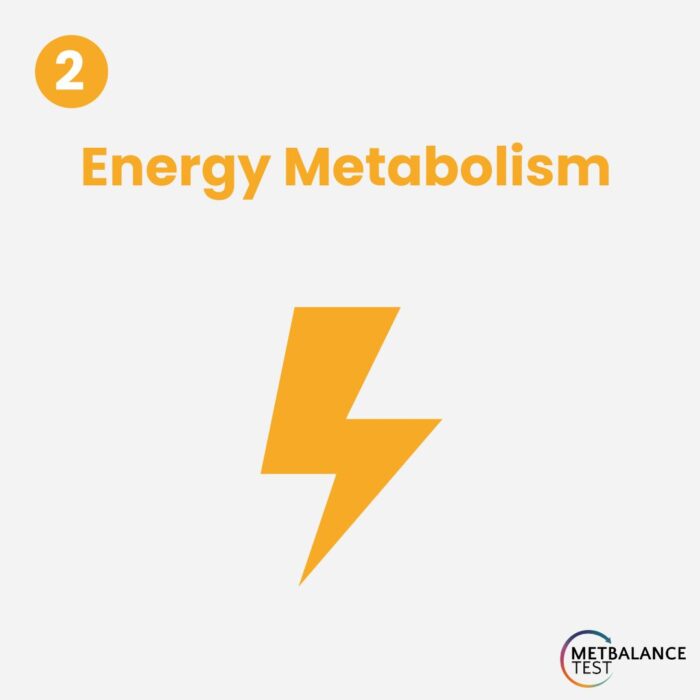Energy Metabolism: Optimal Functioning of the Body