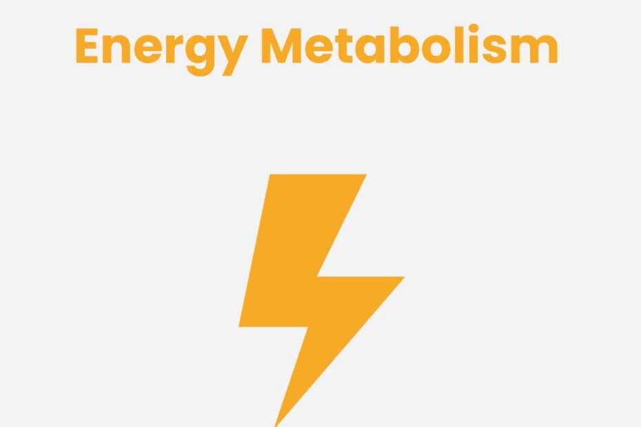 Energy Metabolism