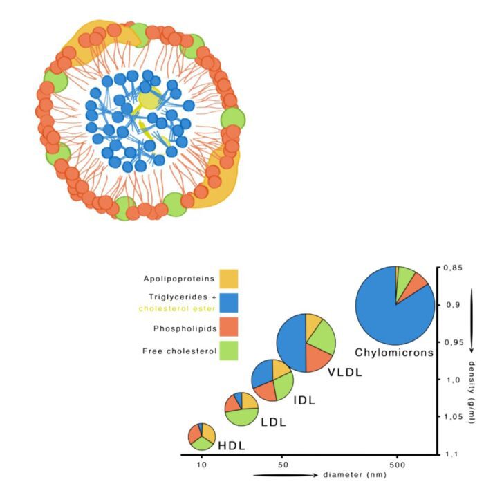 Discordancia entre niveles de C-LDL y número de partículas LDL
